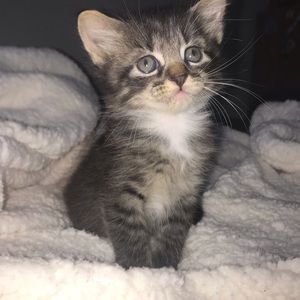 Meet your Posher, Chance